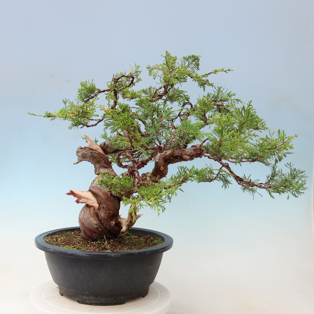 Bonsai für draußen - Juniperus chinensis Itoigawa-Juniperus chinensis