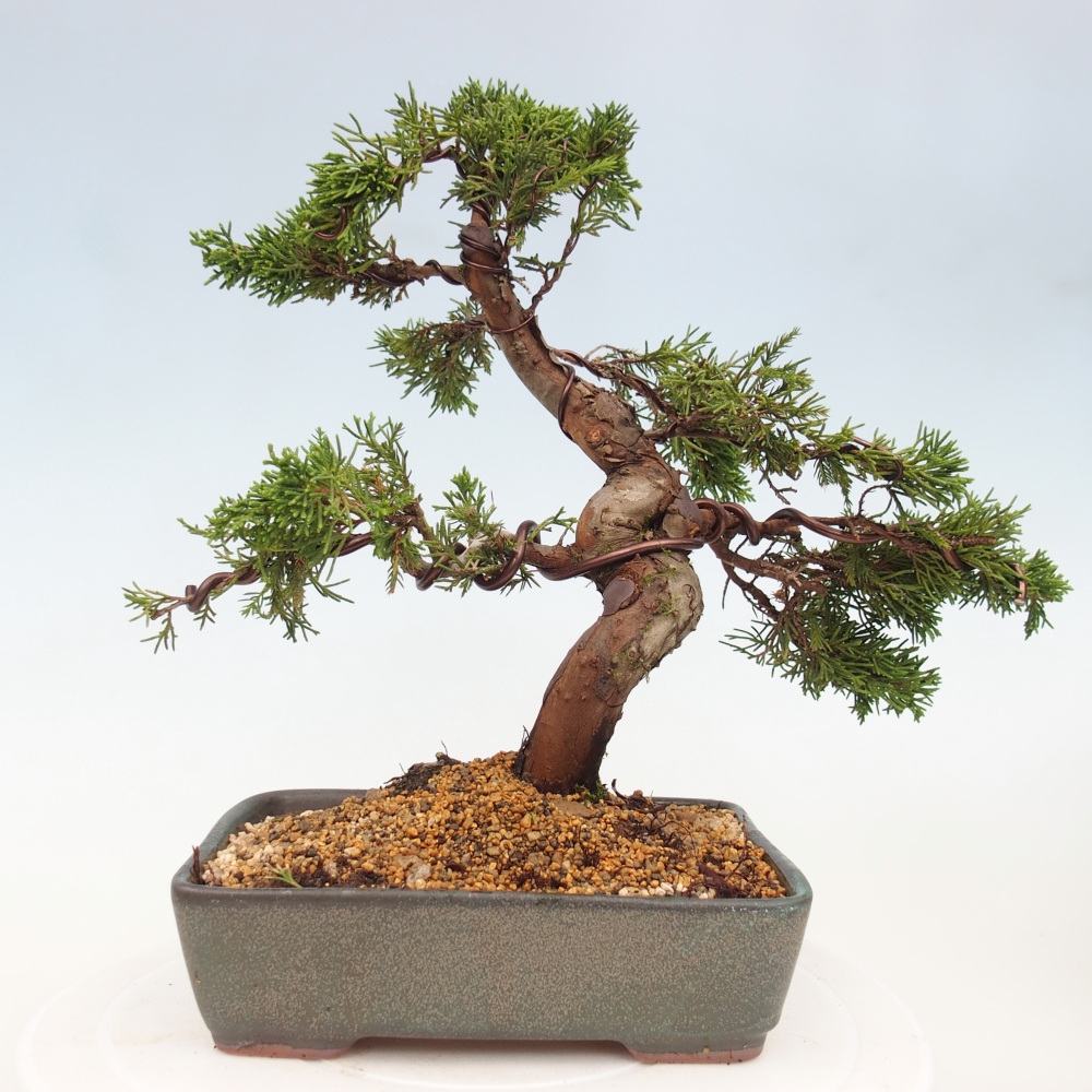 Outdoor bonsai - Juniperus chinensis Itoigawa - Chinese juniper