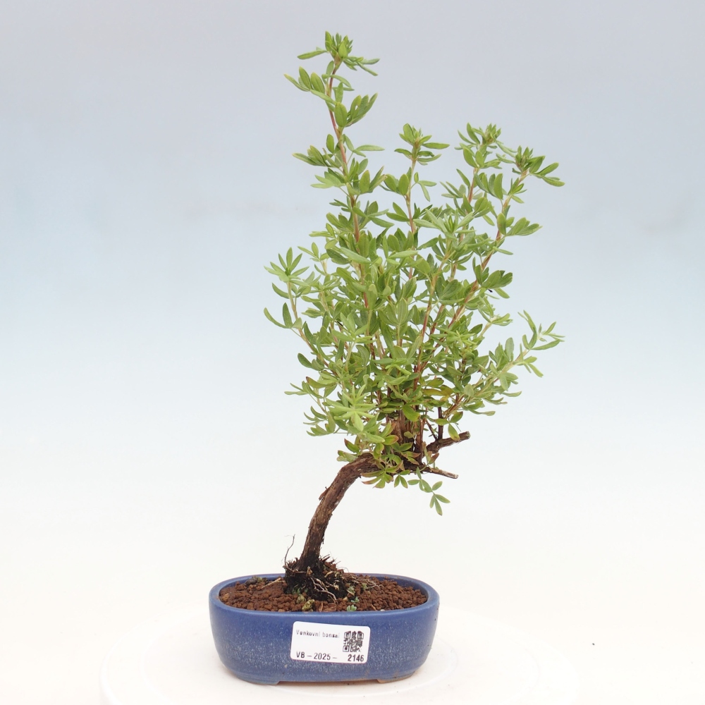 Outdoor-Bonsai-Fingerkraut - Potentila fruticosa gelber Vogel