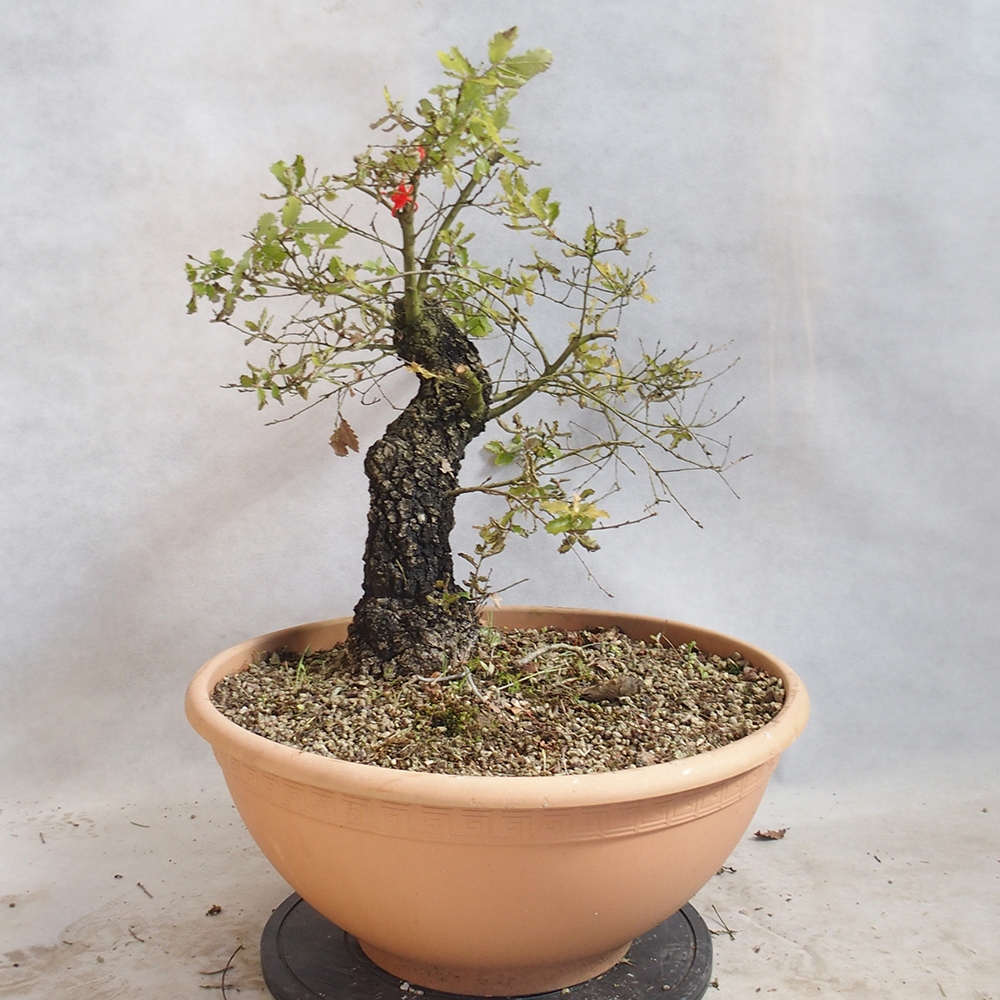 Freilandbonsai Quercus Cerris - Eiche Cer