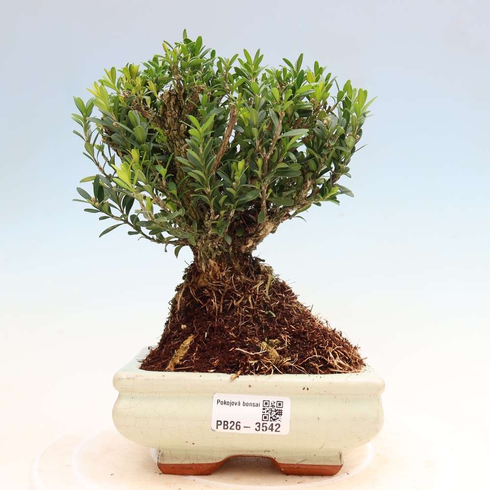 Zimmer Bonsai - Buxus harlandii - Korkbuxus