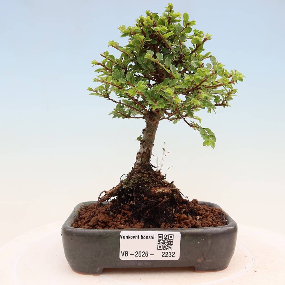Bonsai für draußen - Ulmus parvifolia Sagei - Kleinblättrige Ulme
