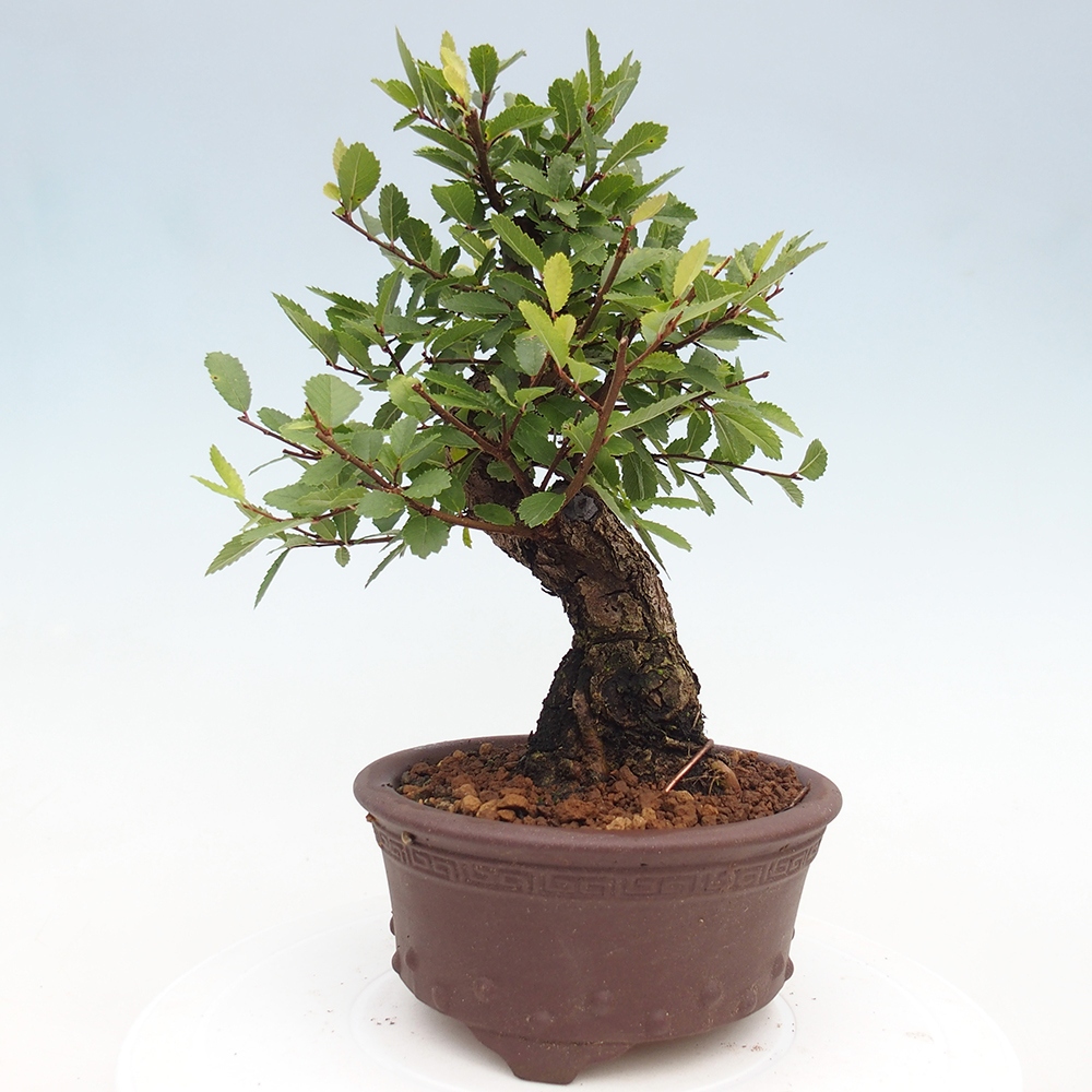 Bonsai im Freien - Zelkova - Zelkova serrata