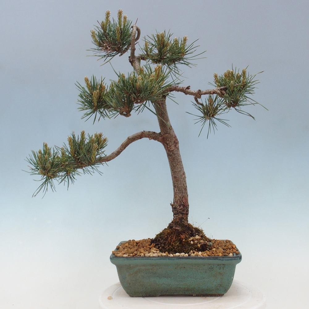 Bonsai im Freien - Pinus Sylvestris - Waldkiefer