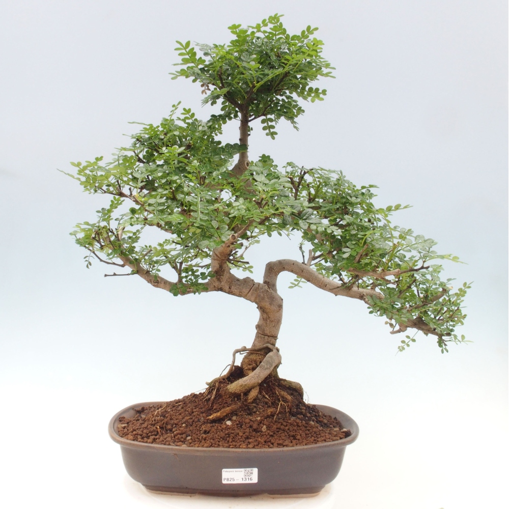 Zimmerbonsai - Zantoxylum piperitum - Pfefferminze
