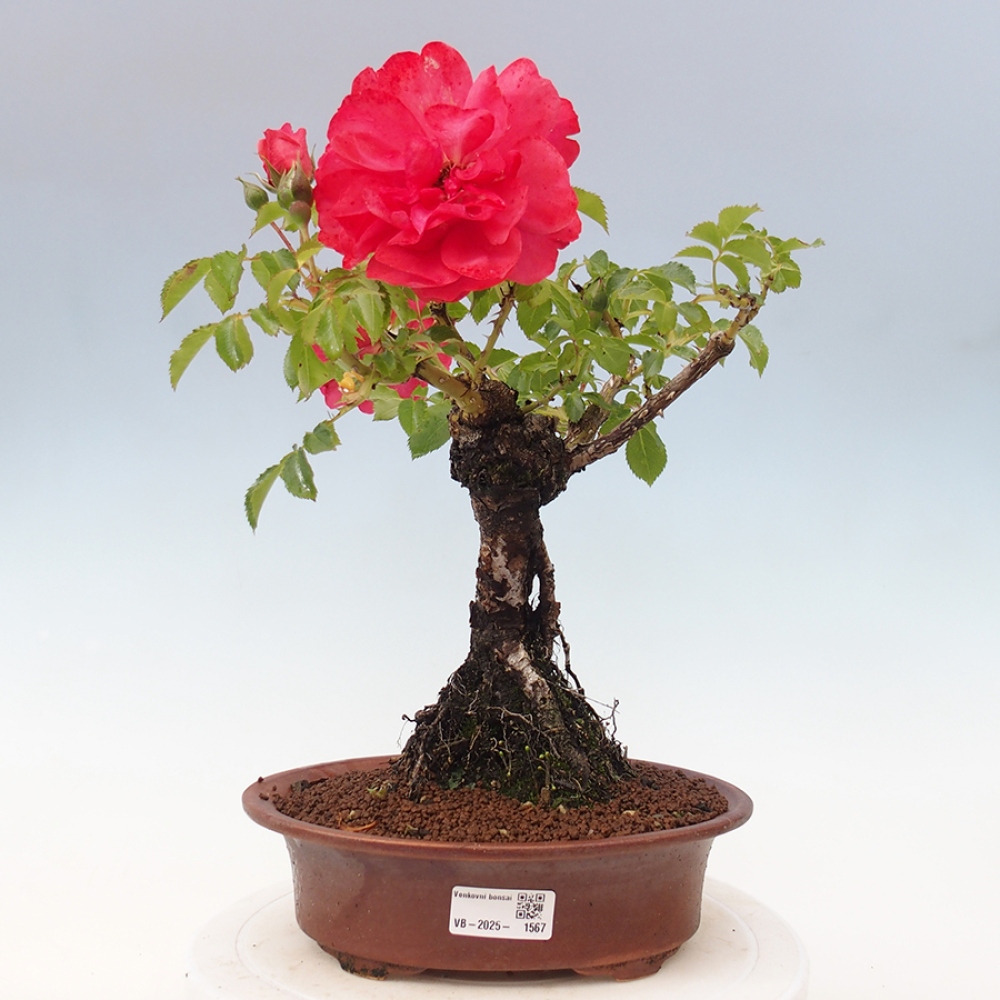 Freilandbonsai - Rosa Kordes -  Rose