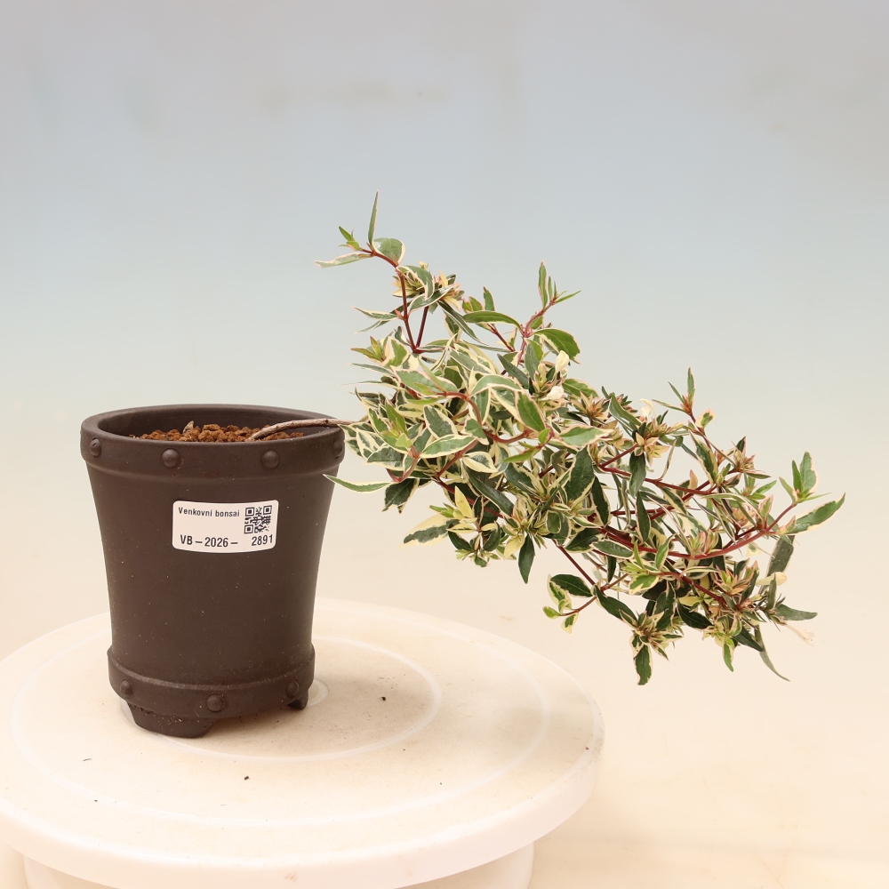 Bonsai für den Außenbereich – Abelia gr. Confetti – Großblütige Abelie