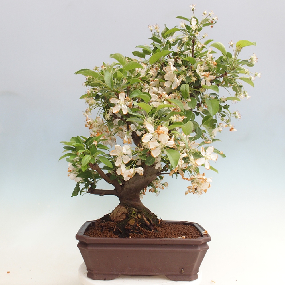 Bonsai im Freien - Malus halliana - Kleinfruchtiger Apfelbaum