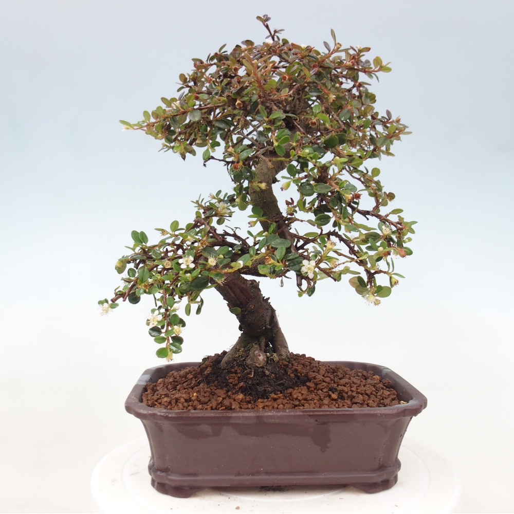 Freiland-Bonsai-Cotoneaster dammeri - Damer's Rock