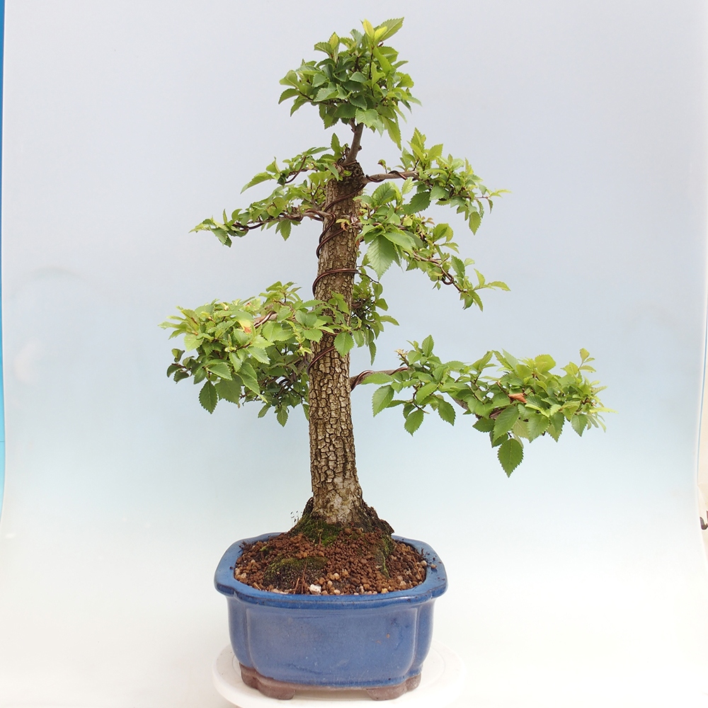Bonsai im Freien - Zelkova - Zelkova NIRE