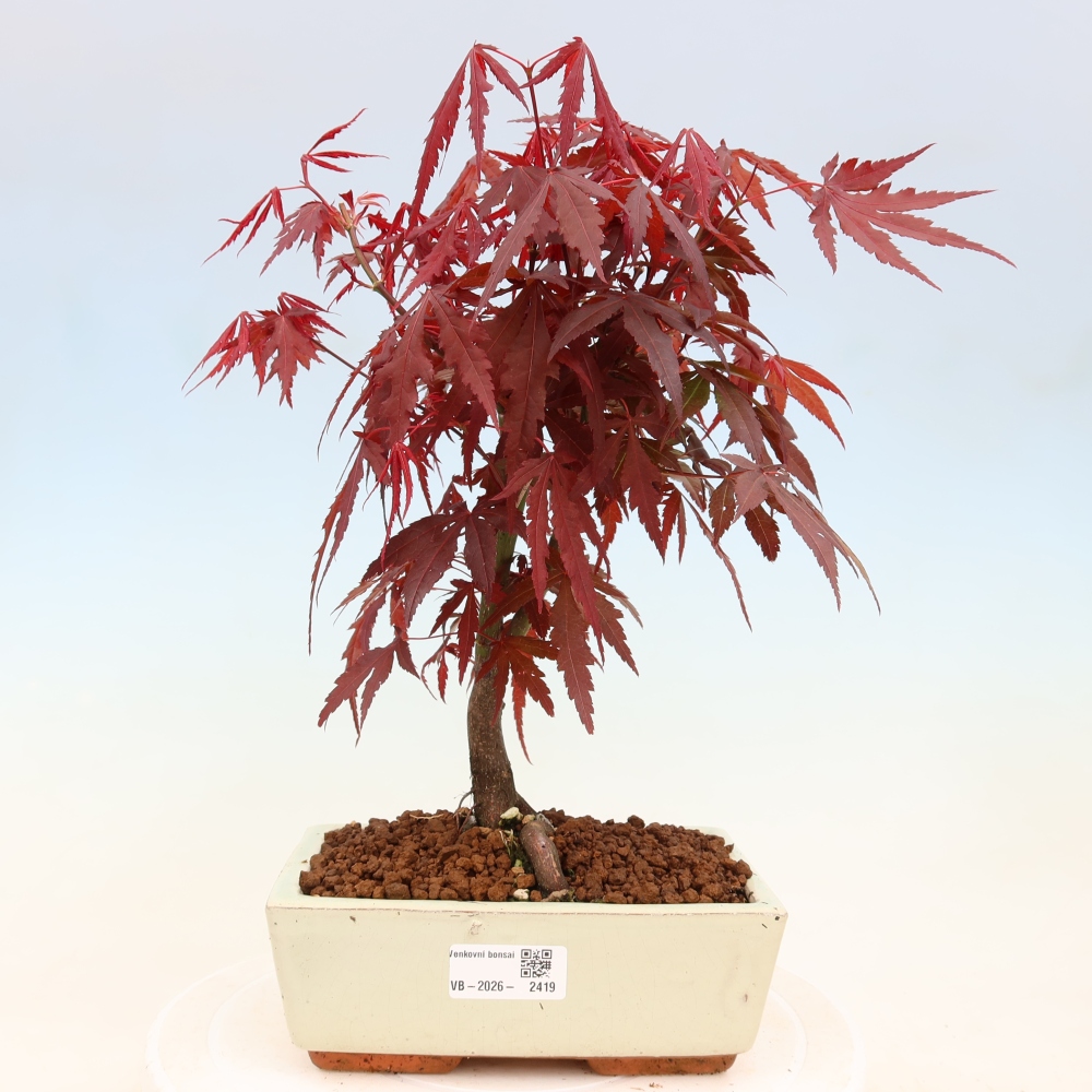 Bonsai für draußen - Acer-Palme. Atropurpureum-Javor palmate