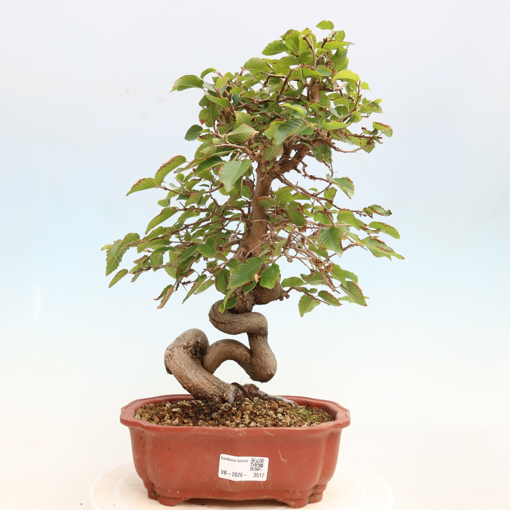 Bonsai für draußen -Carpinus CARPINOIDES - Koreanische Hainbuche