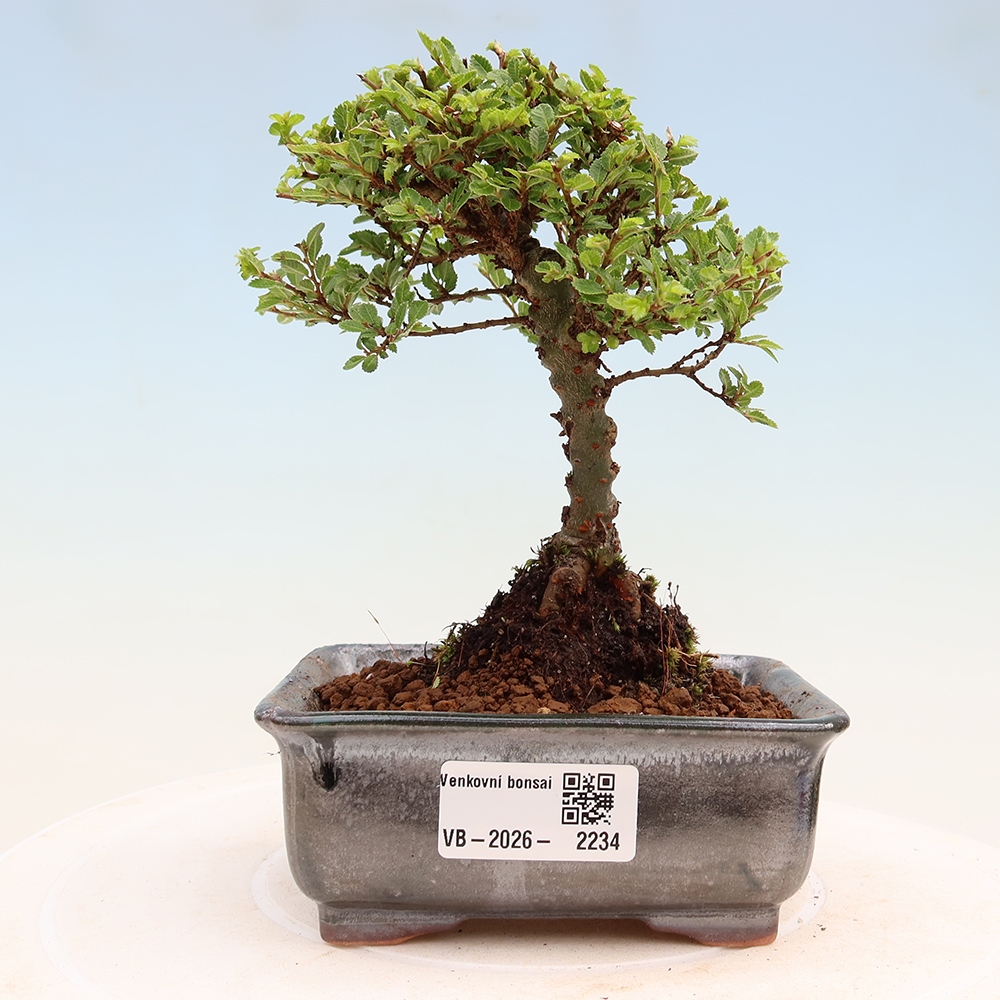 Bonsai für draußen - Ulmus parvifolia Sagei - Kleinblättrige Ulme