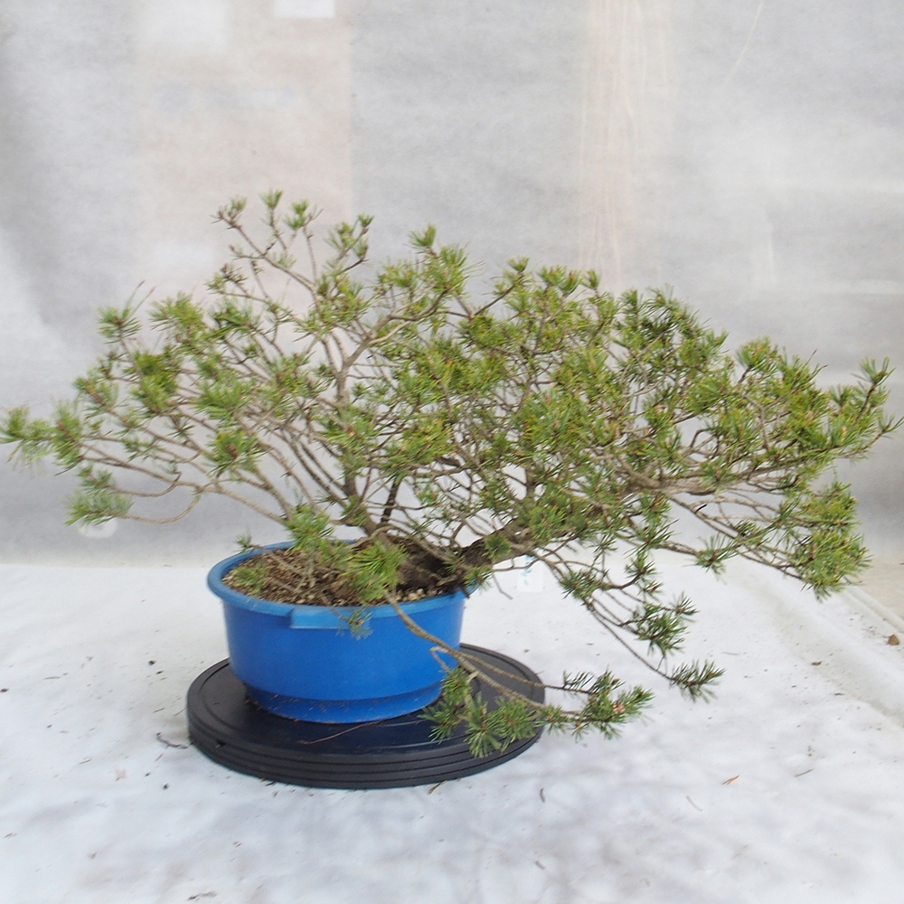 Yamadori - Pinus sylvestris 