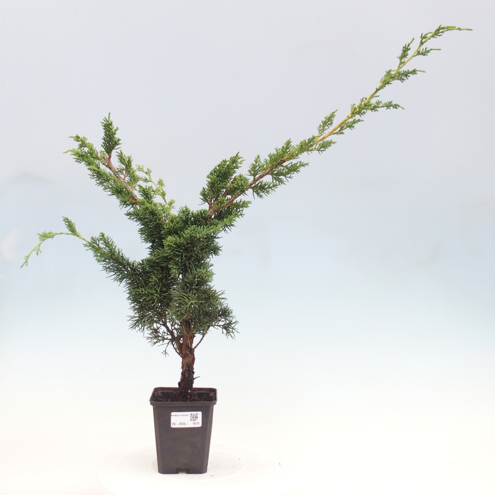 Bonsai für draußen - Juniperus chinensis Kishu