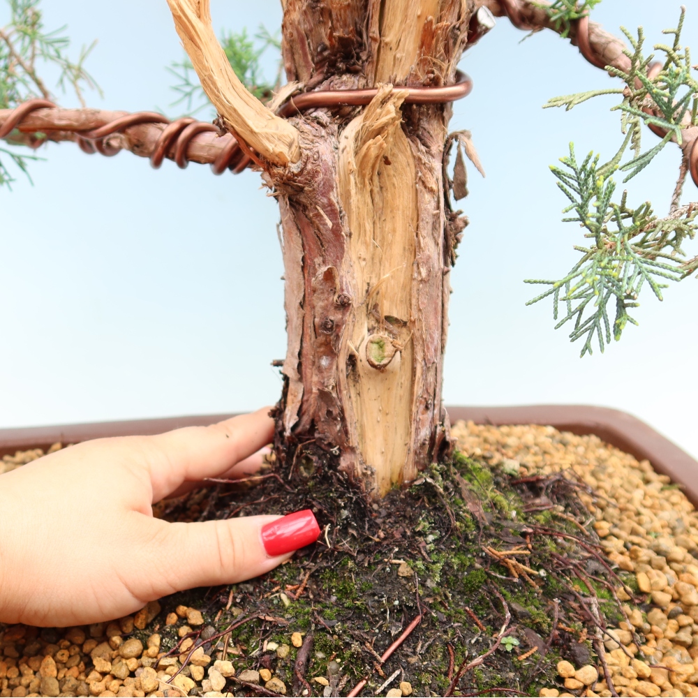 Bonsai für draußen - Juniperus chinensis Kishu