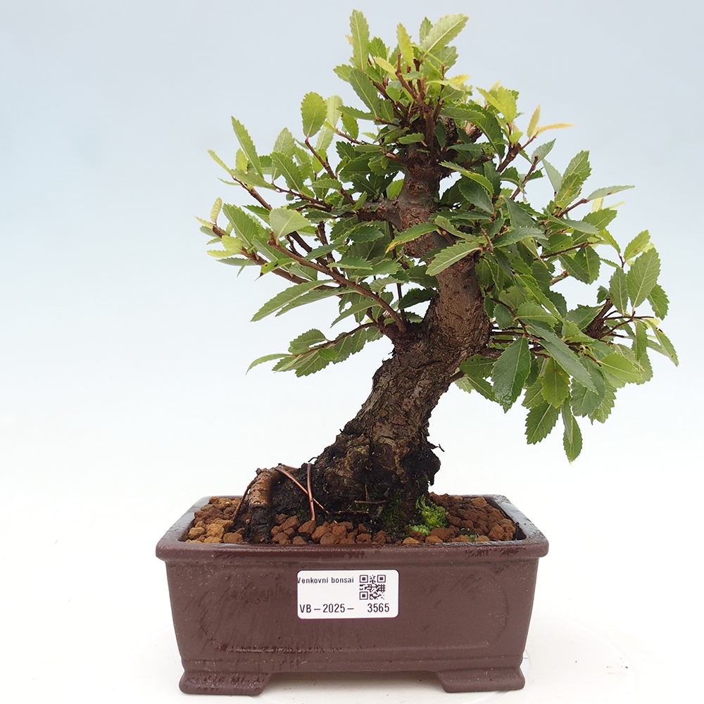 Bonsai für draußen - Zelkova - Zelkova NIRE