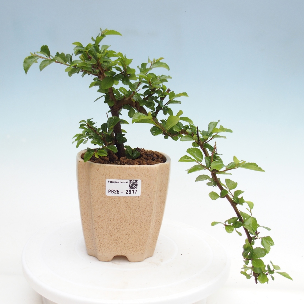 Zimmerbonsai - Grewia occidentalis - Lavendelstern