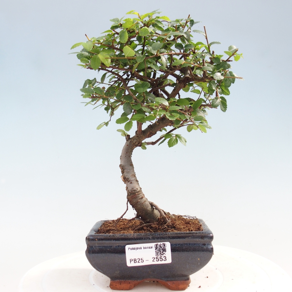 Indoor Bonsai - Ulmus parvifolia - Kleine Blattulme