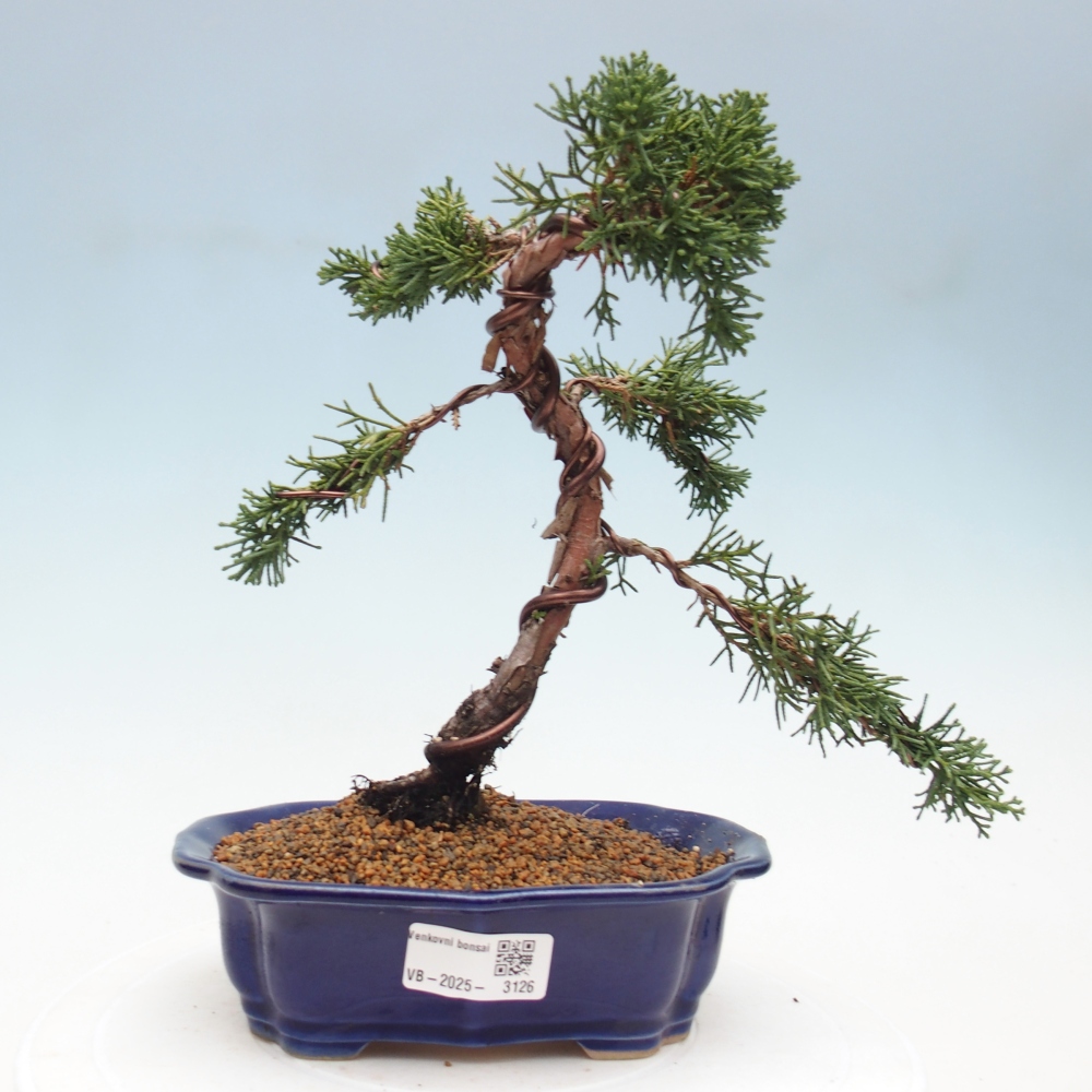 Bonsai im Freien - Juniperus chinensis Kishu - Chinesischer Wacholder