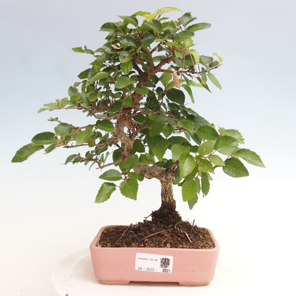 Bonsai im Freien -Carpinus CARPINOIDES - Koreanische Hainbuche