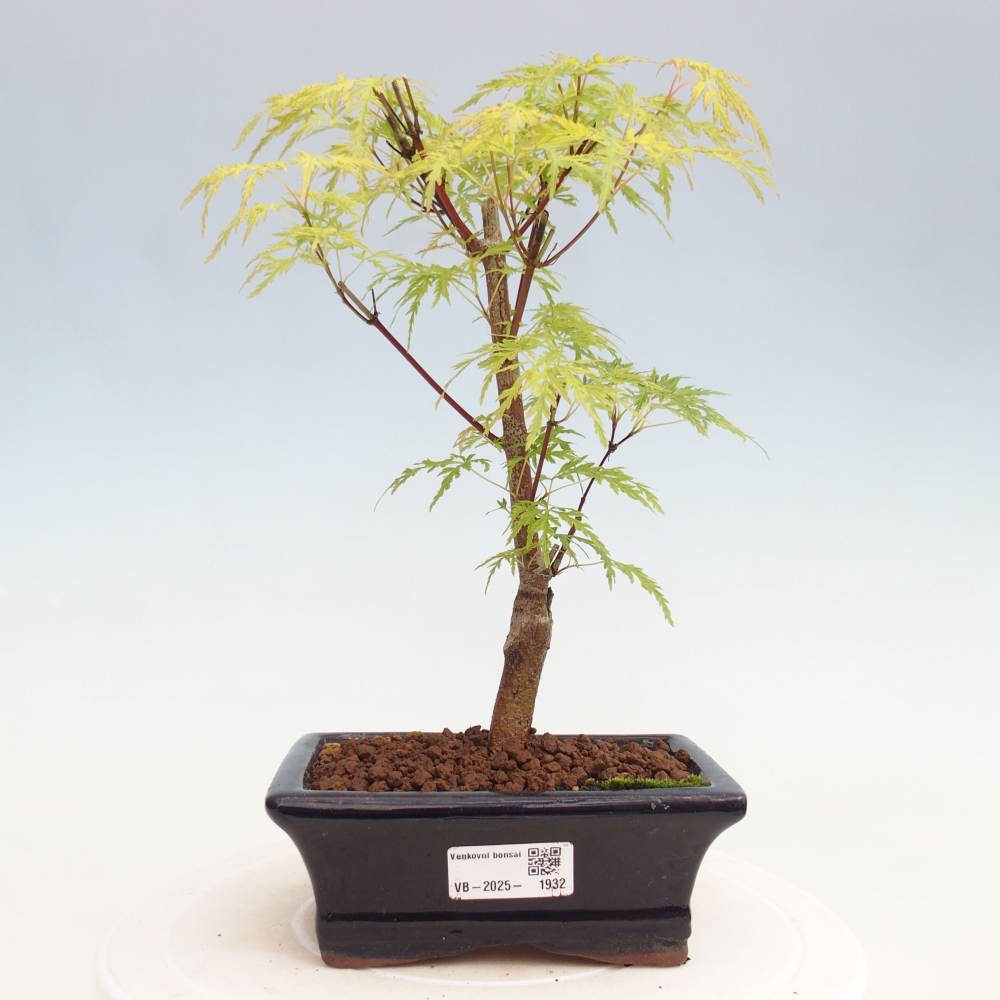 Bonsai im Freien - Acer palmatum Dissectum - japanischer Ahorn 