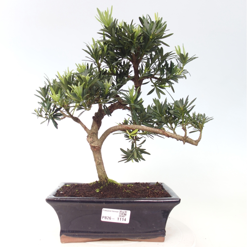 Zimmerbonsai - Podocarpus - Stein-Eibe