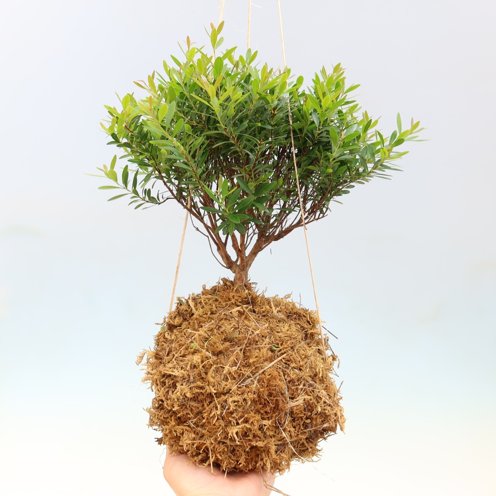 Kokedama in Keramik -Syzygium - Pimentbaum
