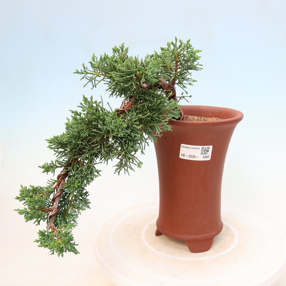 Bonsai für draußen - Juniperus chinensis Kishu