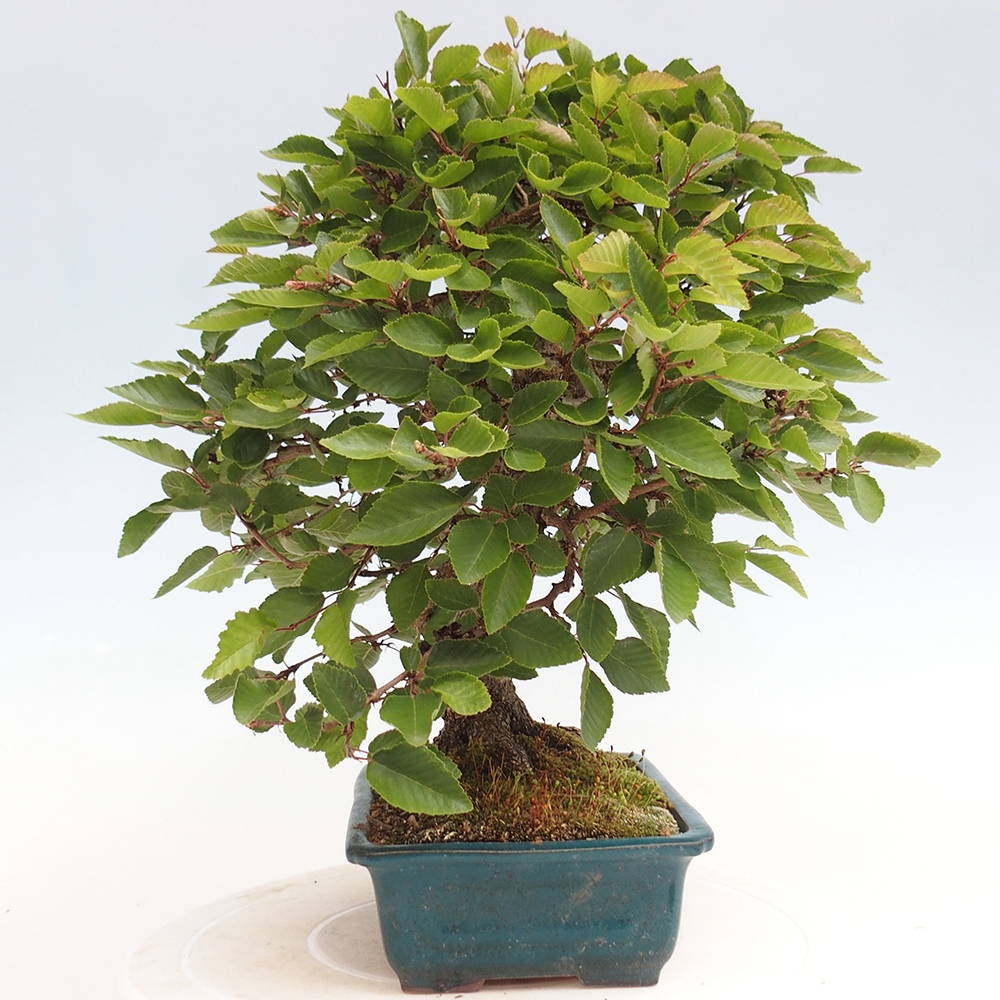 Bonsai im Freien - Carpinus Coreana - Koreanische Hainbuche