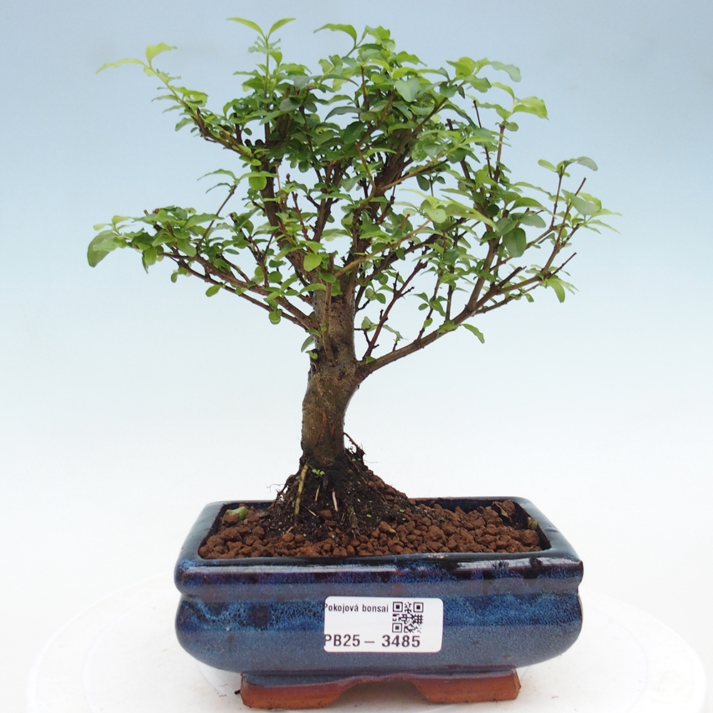 Zimmer Bonsai -Ligustrum chinensis - Vogelschnabel