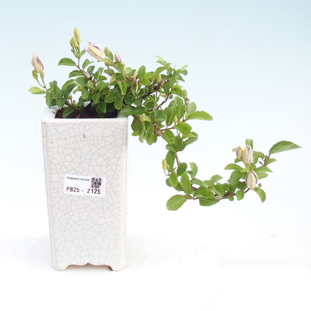 Zimmerbonsai - Grewia occidentalis - Lavendelstern