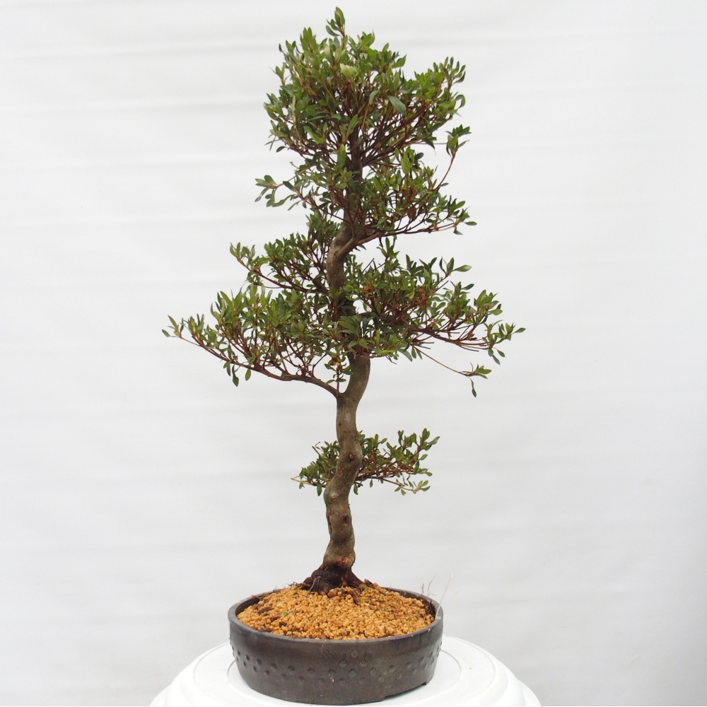 Bonsai für draußen - Japanische Azalee - Azalee CHIHIRO