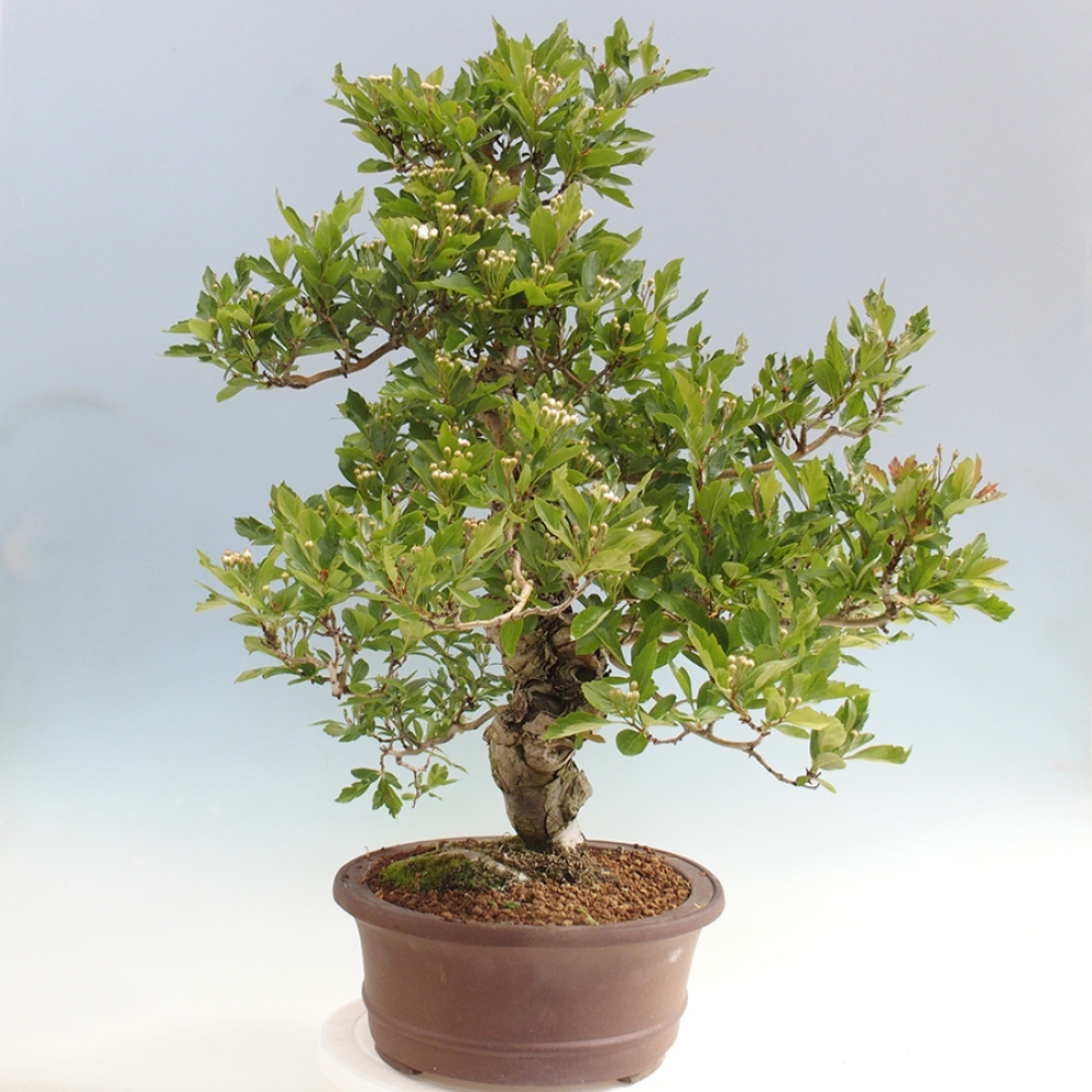 Bonsai im Freien - Weißdorn - Crataegus cuneata
