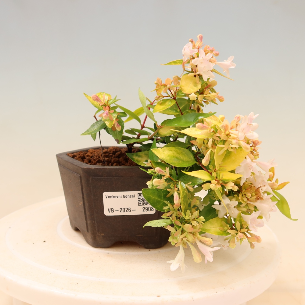 Bonsai für den Außenbereich – Abelia gr. Kleidoscope – Großblütige Abelie