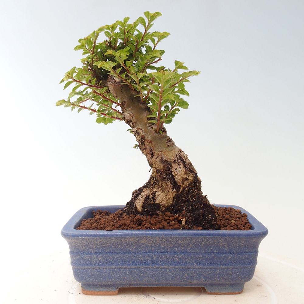 Bonsai im Freien - Ulmus parvifolia Sagei - Kleinblättrige Ulme