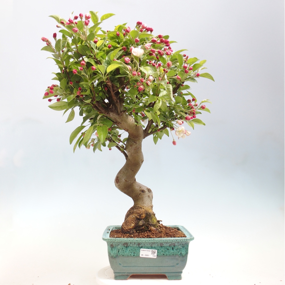 Outdoor-Bonsai -Malus halliana - Kleinfrüchtiger Apfelbaum