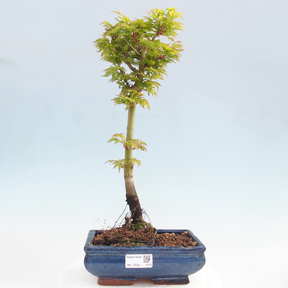 Bonsai für draußen -Javor-Palme Acer palmatum Shishigashira