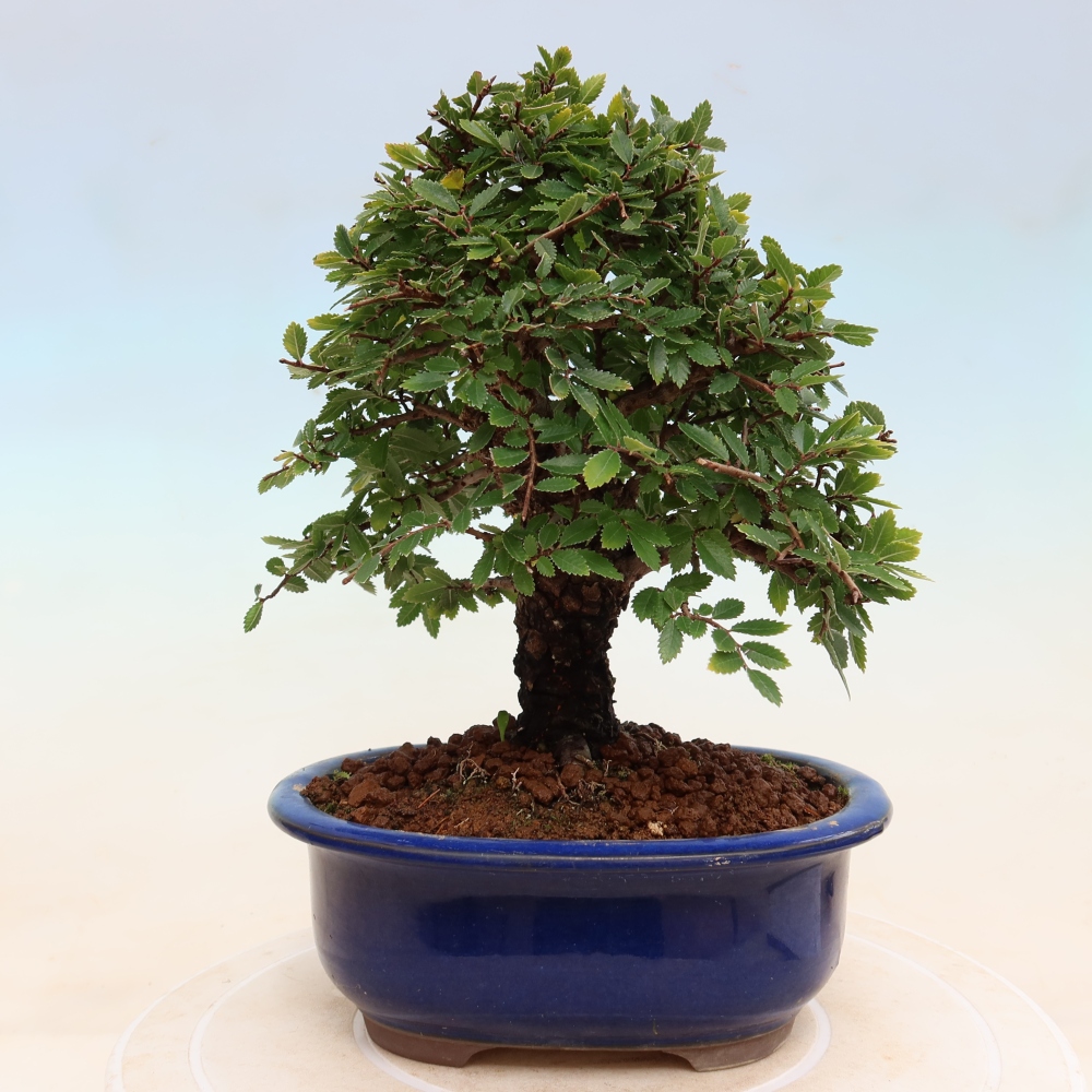 Bonsai für draußen - Zelkova - Zelkova NIRE