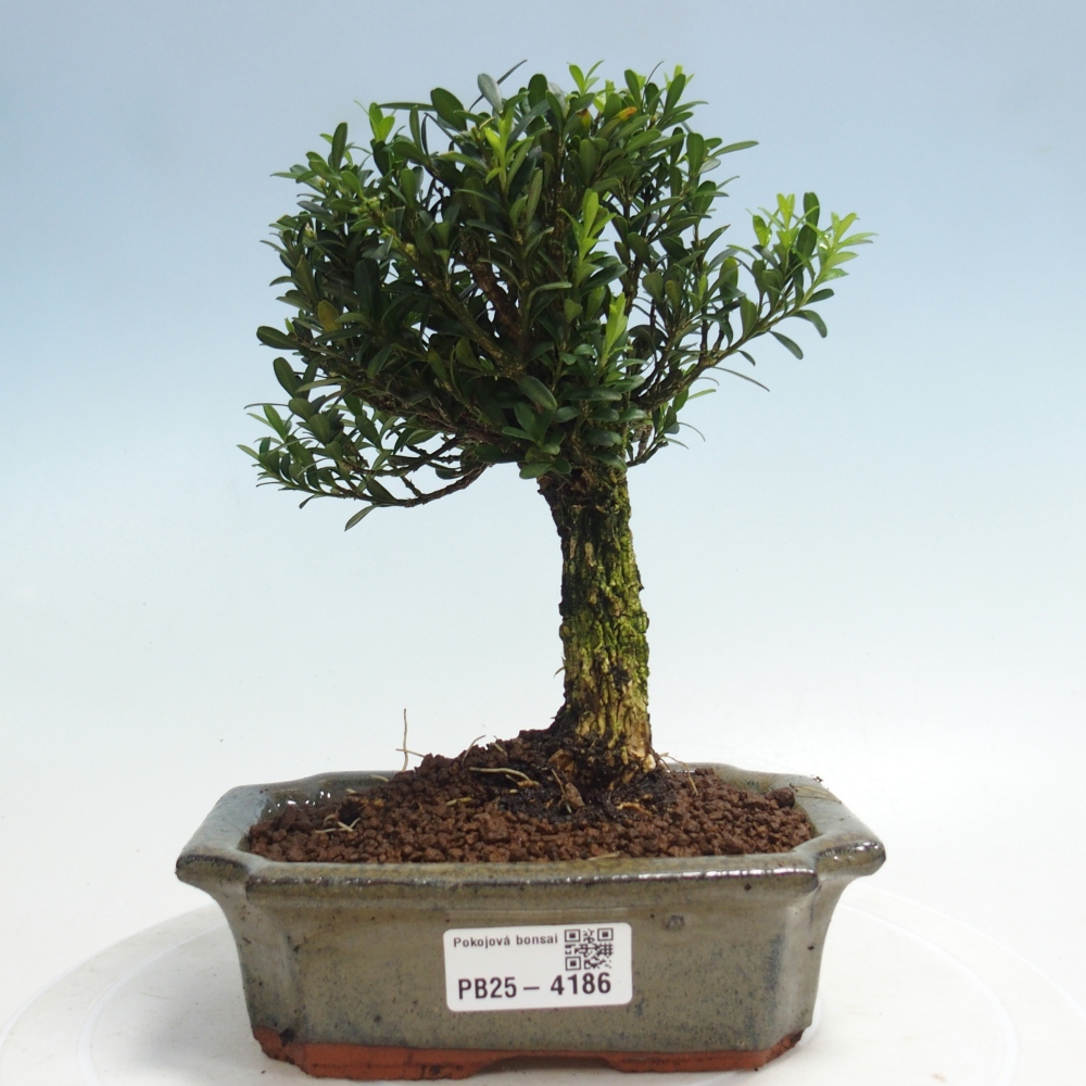 Zimmer Bonsai - Buxus harlandii - Korkbuxus
