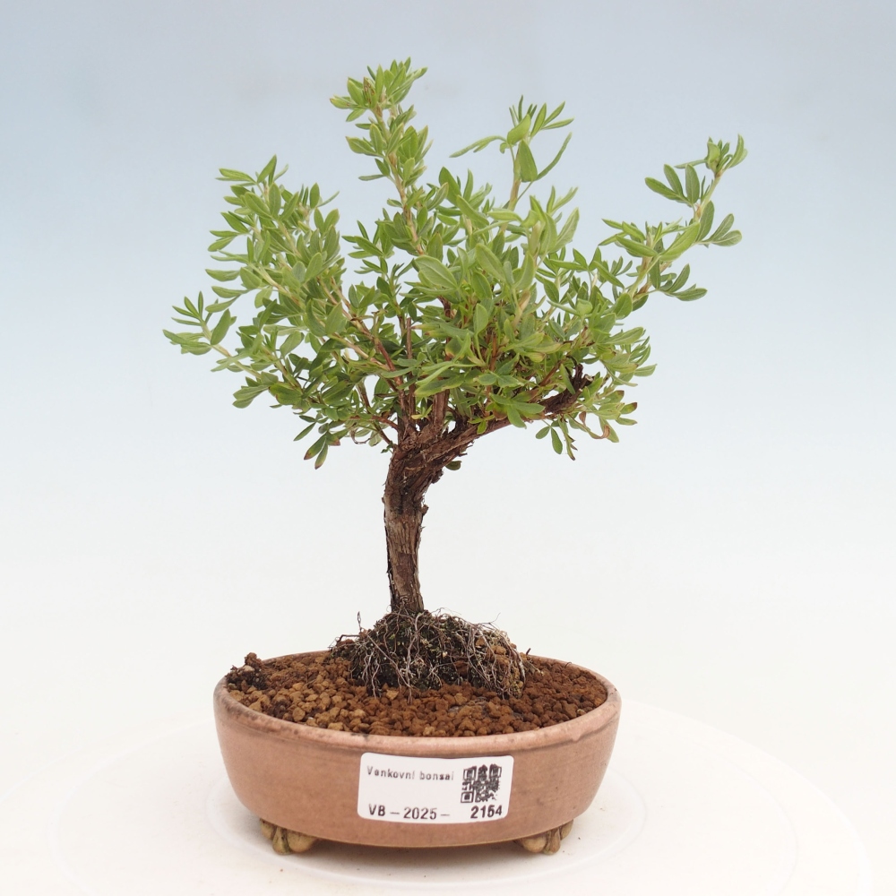 Outdoor-Bonsai-Fingerkraut - Potentila fruticosa gelber Vogel