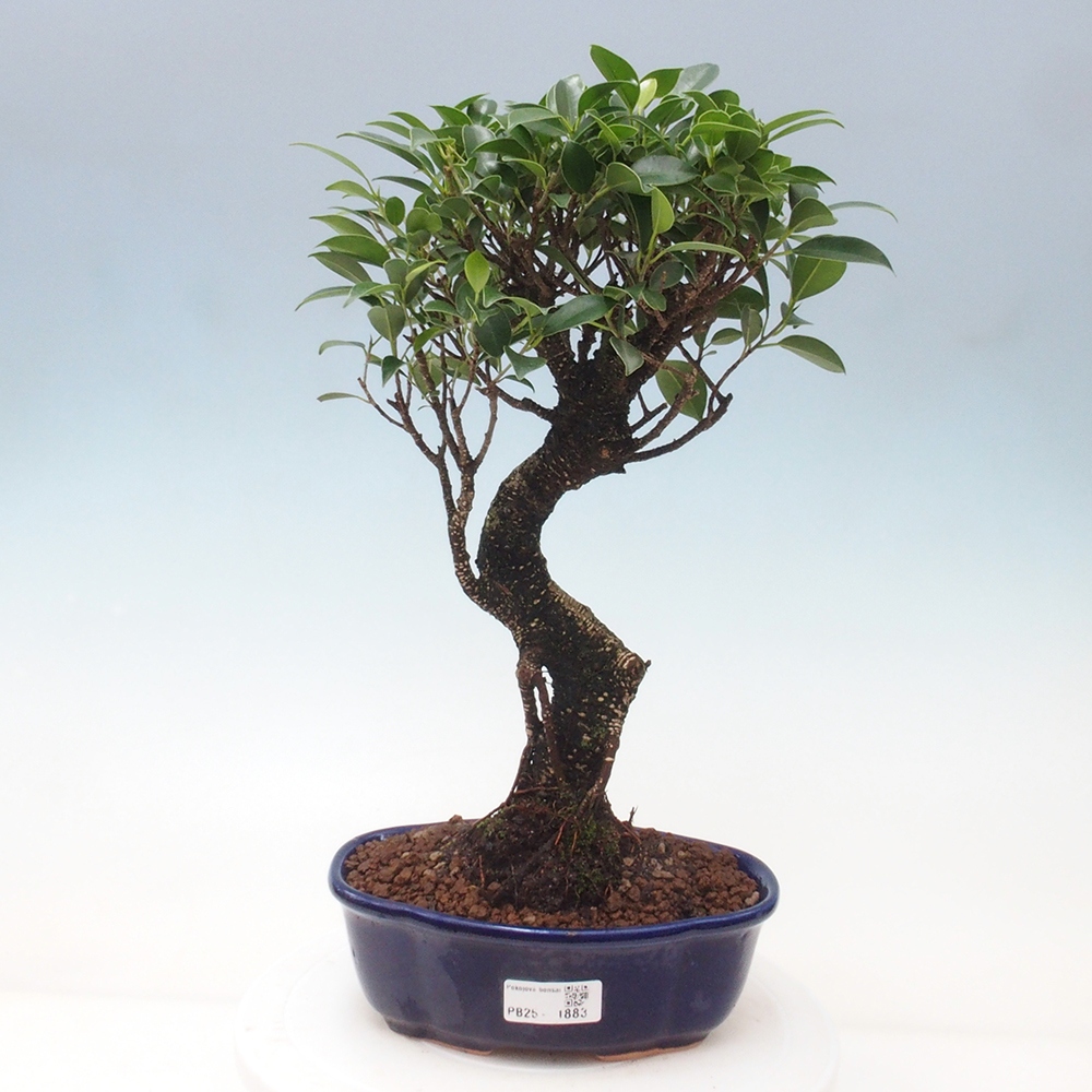 Indoor-Bonsai - Ficus retusa - kleiner Ficus