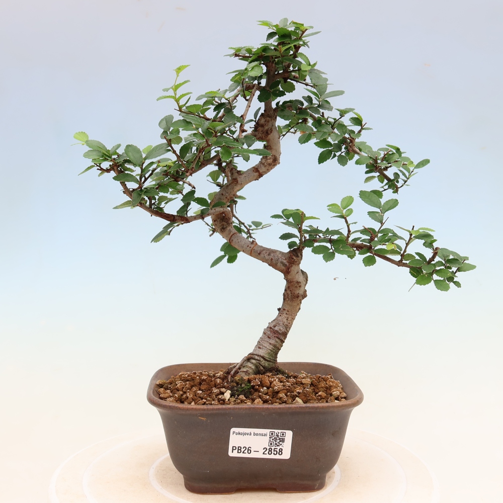 Zimmerbonsai - Ulmus parvifolia - Kleinblättrige Ulme
