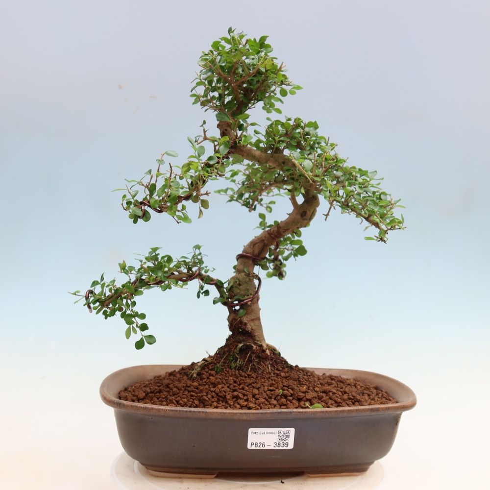 Zimmerbonsai -Ligustrum retusa - Kleinblättriger Vogelschnabel