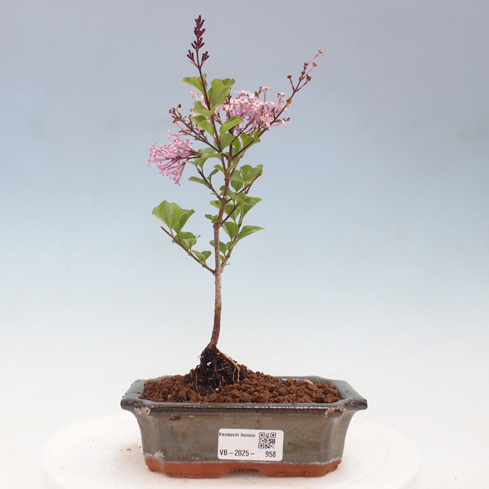 Bonsai im Freien – Syringa Meyeri Palibin – Meyers Flieder