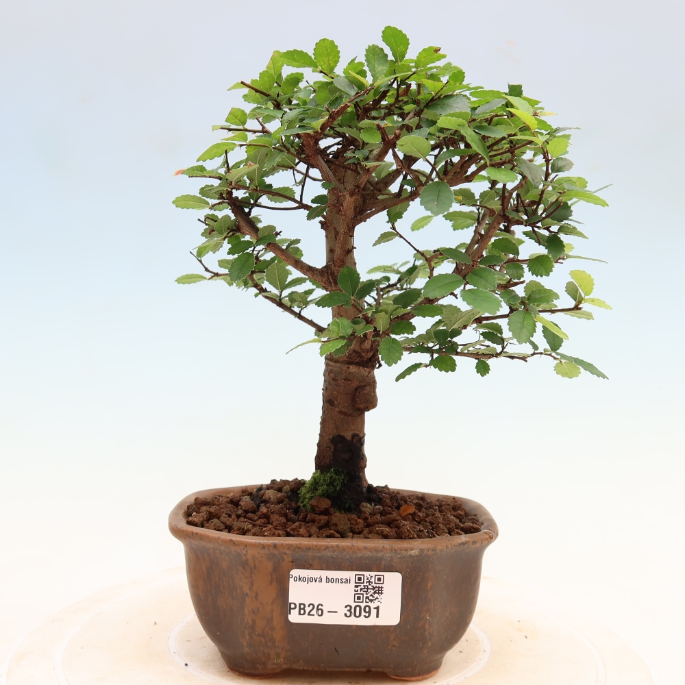 Zimmerbonsai - Ulmus parvifolia - Kleinblättrige Ulme