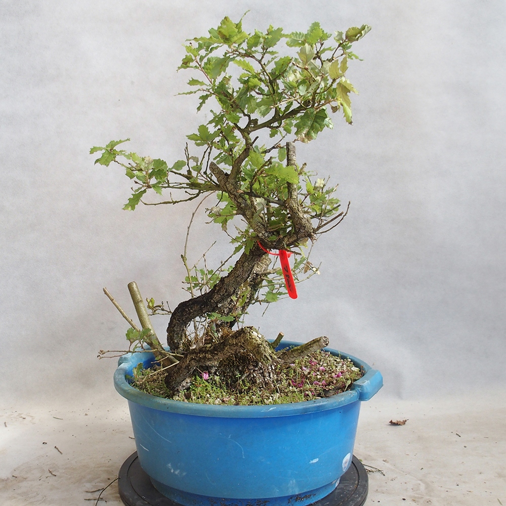 Freilandbonsai Quercus Cerris - Eiche Cer