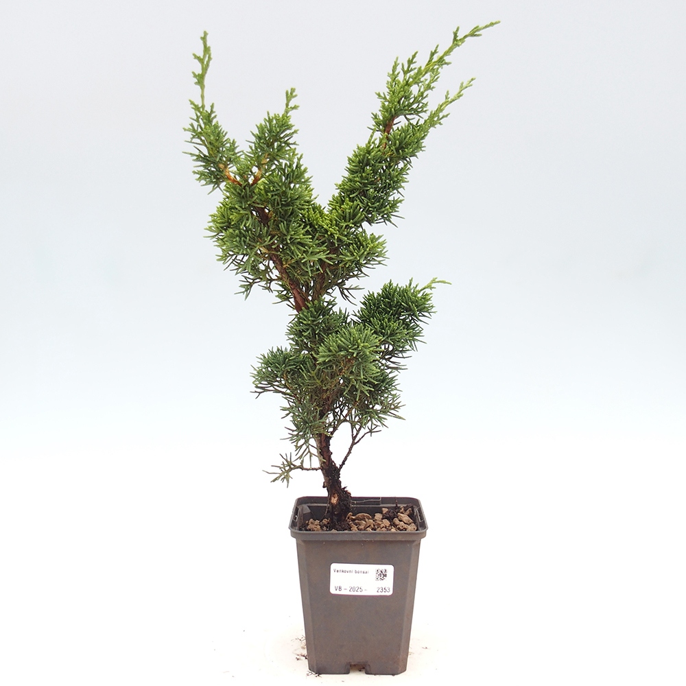 Outdoor-Bonsai - Juniperus chinensis Kishu - Chinesischer Wacholder