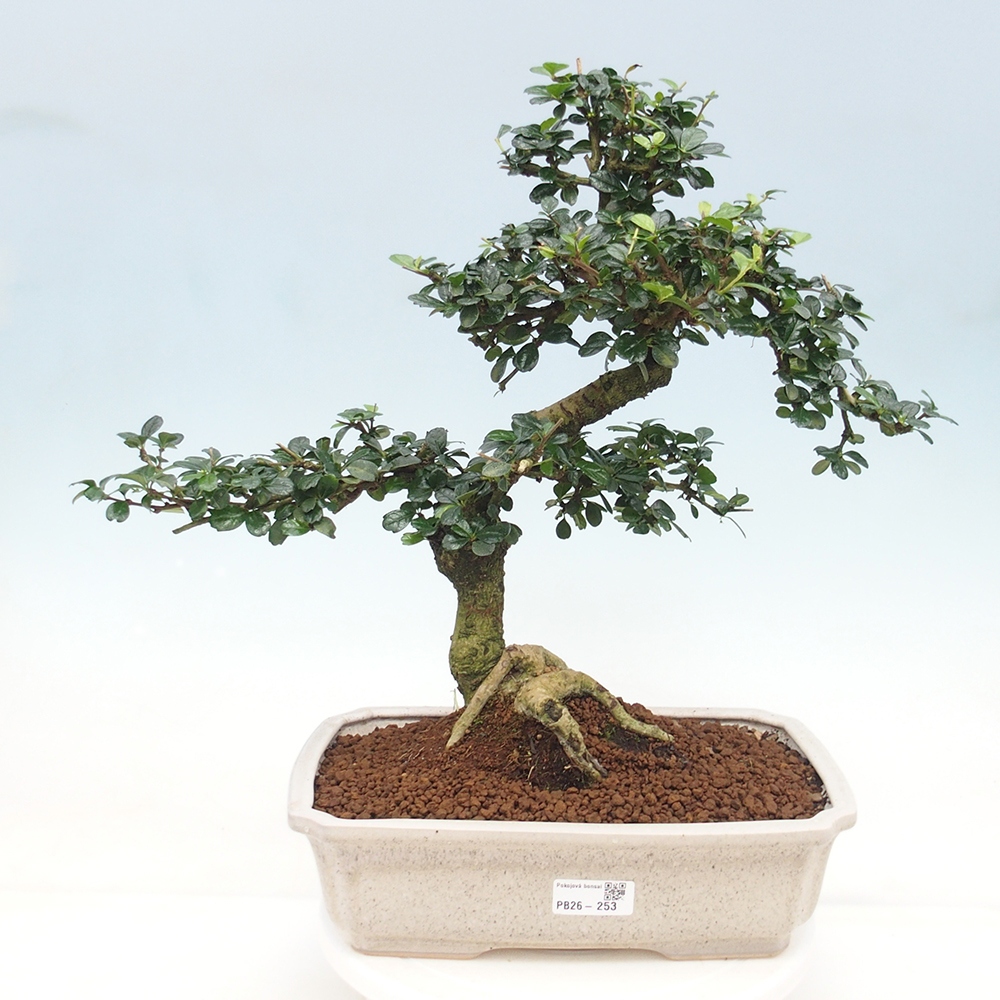 Zimmer-Bonsai - Carmona macrophylla - Tee-Fuki