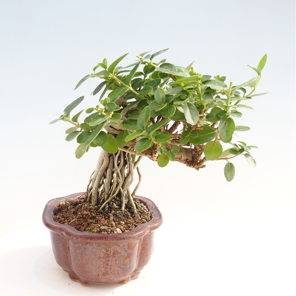 Zimmerbonsai - Premna serratifolia - Kozlovon kleinblättrig